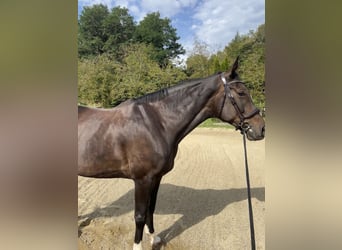 German Sport Horse, Mare, 10 years, 16.2 hh, Bay-Dark