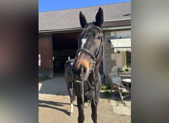 German Sport Horse, Mare, 10 years, 16.2 hh, Bay-Dark