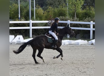 German Sport Horse, Mare, 10 years, 16.2 hh, Bay-Dark