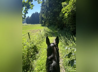 German Sport Horse, Mare, 10 years, 16.2 hh, Bay-Dark