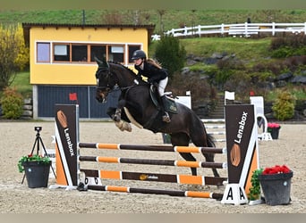 German Sport Horse, Mare, 10 years, 16.2 hh, Bay-Dark