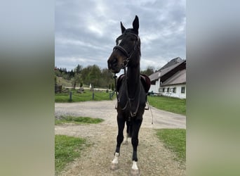 German Sport Horse, Mare, 10 years, 16.2 hh, Bay-Dark