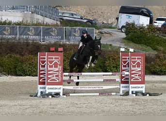 German Sport Horse, Mare, 10 years, 16.2 hh, Bay-Dark