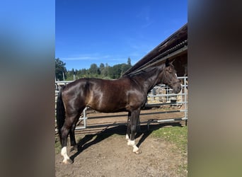German Sport Horse, Mare, 10 years, 16.2 hh, Bay-Dark