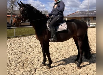 German Sport Horse, Mare, 10 years, 16.2 hh, Bay-Dark