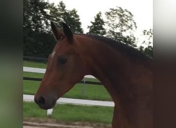 German Sport Horse, Mare, 10 years, 16.2 hh, Brown