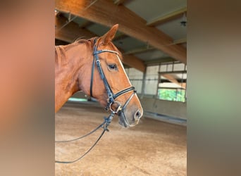 German Sport Horse, Mare, 10 years, 16.2 hh, Chestnut-Red