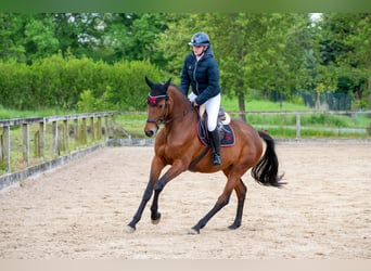 German Sport Horse, Mare, 10 years, 16.3 hh, Brown