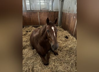 German Sport Horse, Mare, 10 years, 16,3 hh, Chestnut