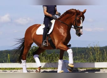 German Sport Horse, Mare, 10 years, 16.3 hh, Chestnut-Red