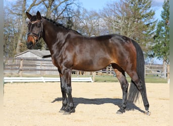 German Sport Horse, Mare, 10 years, 16 hh, Bay-Dark