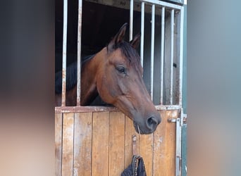 German Sport Horse, Mare, 10 years, 16 hh, Bay-Dark