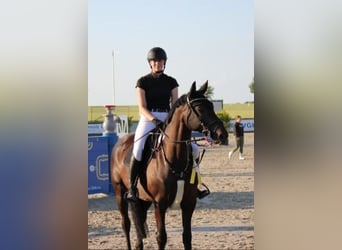 German Sport Horse, Mare, 10 years, 16 hh, Bay-Dark