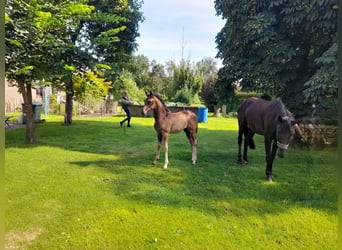 German Sport Horse, Mare, 10 years, 16 hh, Black