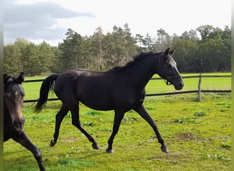 German Sport Horse, Mare, 10 years, 16 hh, Black