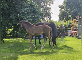 German Sport Horse, Mare, 10 years, 16 hh, Black