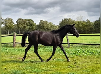German Sport Horse, Mare, 10 years, 16 hh, Black