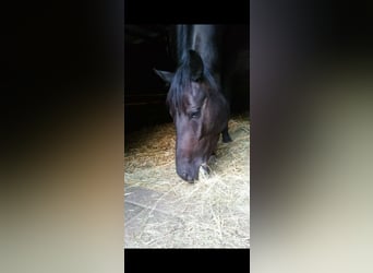 German Sport Horse, Mare, 10 years, 16 hh, Black
