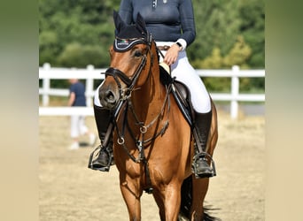 German Sport Horse, Mare, 10 years, 16 hh, Brown