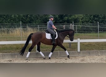 German Sport Horse, Mare, 10 years, 16 hh, Brown