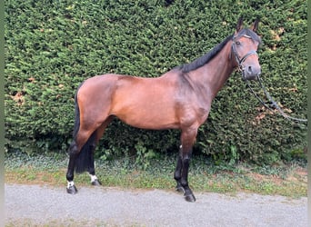 German Sport Horse, Mare, 10 years, 16 hh, Brown