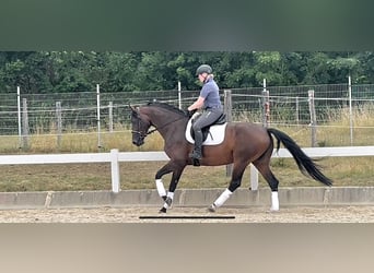 German Sport Horse, Mare, 10 years, 16 hh, Brown