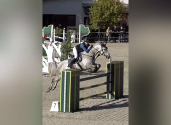 German Sport Horse, Mare, 10 years, 16 hh, Gray-Dapple