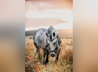 German Sport Horse, Mare, 10 years, 16 hh, Gray