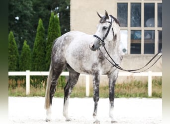 German Sport Horse, Mare, 10 years, 16 hh, Gray