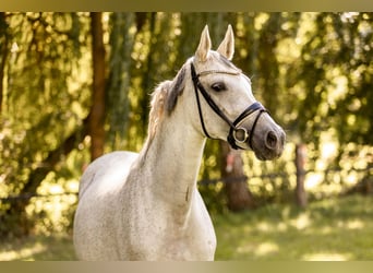 German Sport Horse, Mare, 10 years, 16 hh, Grey