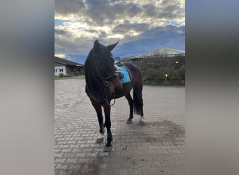 German Sport Horse, Mare, 10 years, 16 hh