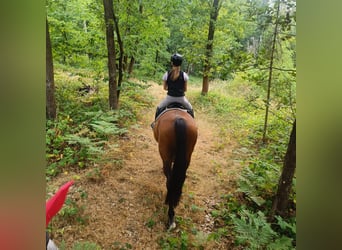 German Sport Horse, Mare, 10 years, 16,1 hh, Brown
