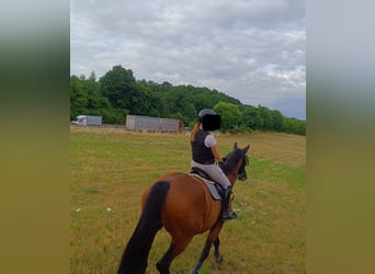 German Sport Horse, Mare, 10 years, 16,1 hh, Brown