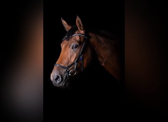 German Sport Horse, Mare, 10 years, 16,1 hh, Brown