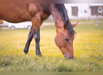 German Sport Horse, Mare, 10 years, 16,1 hh, Brown