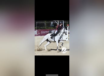 German Sport Horse, Mare, 10 years, 16,1 hh, Grey