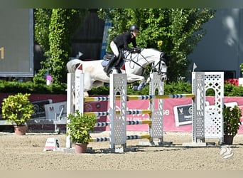German Sport Horse, Mare, 10 years, 16,1 hh