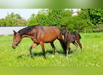 German Sport Horse, Mare, 10 years, 16,2 hh, Brown