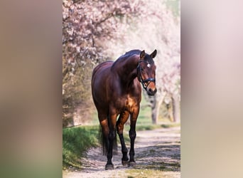 German Sport Horse, Mare, 10 years, 16,2 hh, Brown