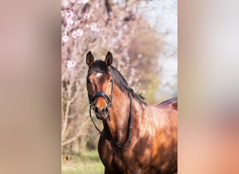 German Sport Horse, Mare, 10 years, 16,2 hh, Brown