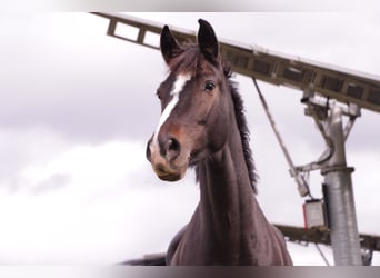 German Sport Horse, Mare, 10 years, 16,2 hh, Brown