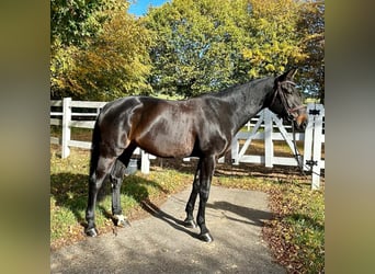German Sport Horse, Mare, 10 years, 17.1 hh, Bay-Dark