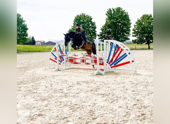 German Sport Horse, Mare, 10 years, 17.1 hh, Bay-Dark