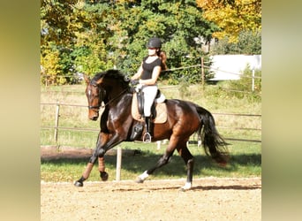 German Sport Horse, Mare, 10 years, 17 hh, Bay-Dark