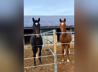 German Sport Horse, Mare, 10 years, 17 hh, Bay-Dark