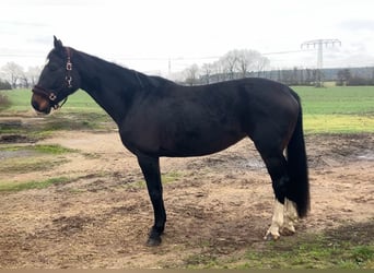 German Sport Horse, Mare, 10 years, 17 hh, Bay-Dark