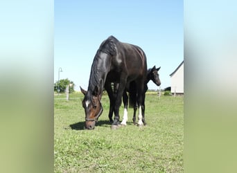 German Sport Horse, Mare, 10 years, 17 hh, Bay-Dark