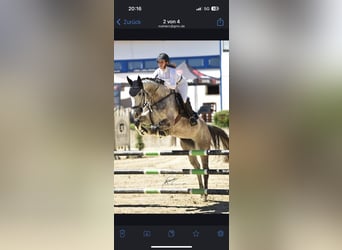German Sport Horse, Mare, 10 years, 17 hh, Grey-Dark-Tan