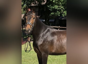 German Sport Horse, Mare, 10 years, 17 hh, Smoky-Black