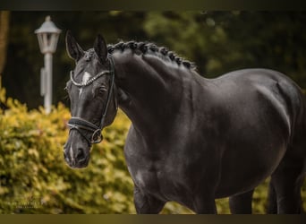German Sport Horse, Mare, 10 years, 17,1 hh, Black